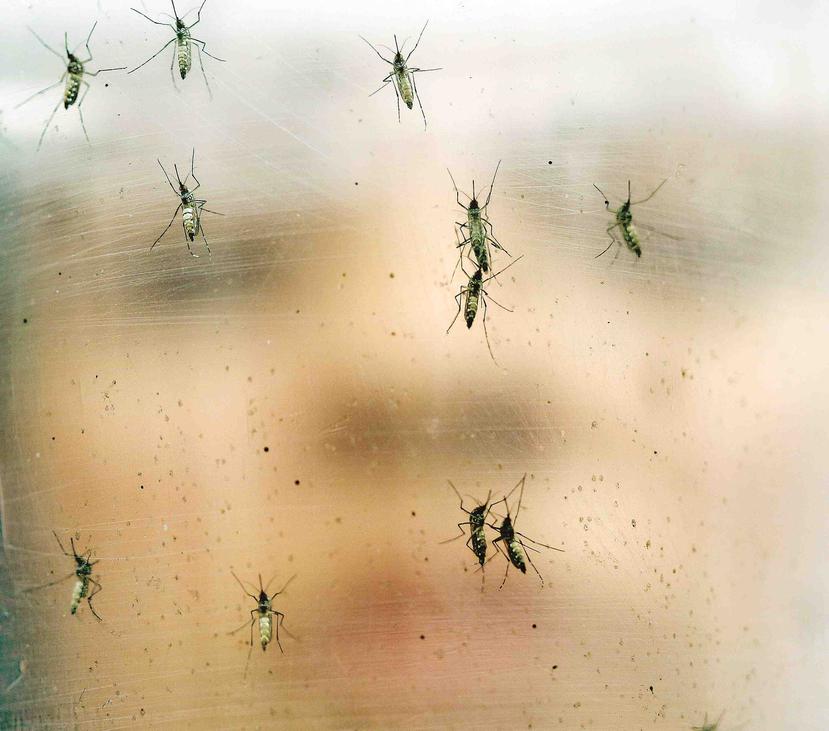 El mosquito Aedes Aegypti transmite el zika, dengue y el chikungunya, entre otras enfermedades. (GFR Media)