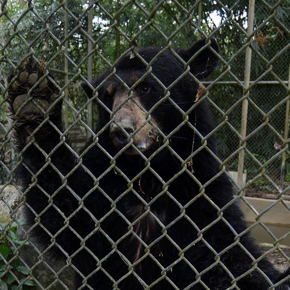 Imagen de archivo del 2012 de la osa Nina, que fue recuperada del zoológico el Arca de Noé en Camuy y trasladada al zoológico de Puerto Rico en Mayagüez.
