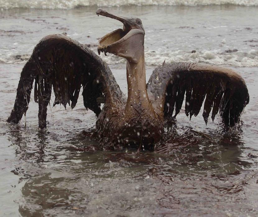 Los 172 millones de galones de petróleo derramado mataron aves, delfines, tortugas, peces y manglares, entre otros, y cinco años luego del desastre aún se ven los efectos en la naturaleza. (GFR Media)