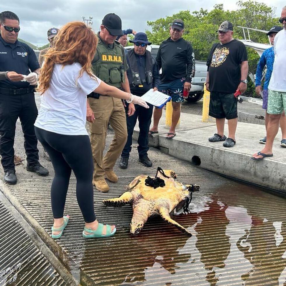 Personal del DRNA y de la entidad Tortugueros del Sur recuperaron el cadáver de la tortuga carey.