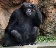 Un chimpancé en el Zoológico de Mayagüez.