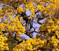 Imagen de archivo de un árbol florecido de lapacho amarillo.