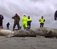 Las focas muertas halladas en la costa rusa sobre el mar Caspio.