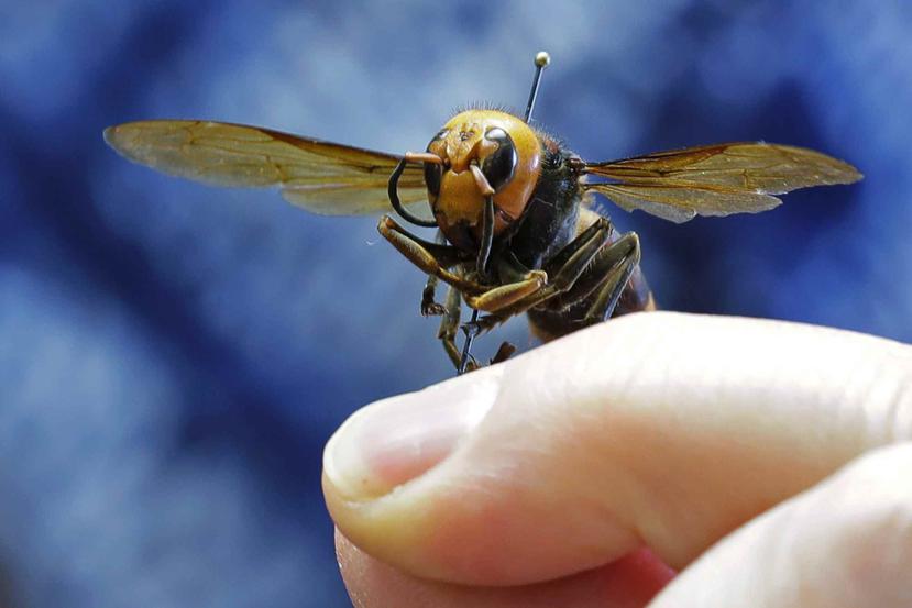 Un avispón gigante asiático de Japón es sostenido sobre un alfile. (AP / Ted S. Warren)