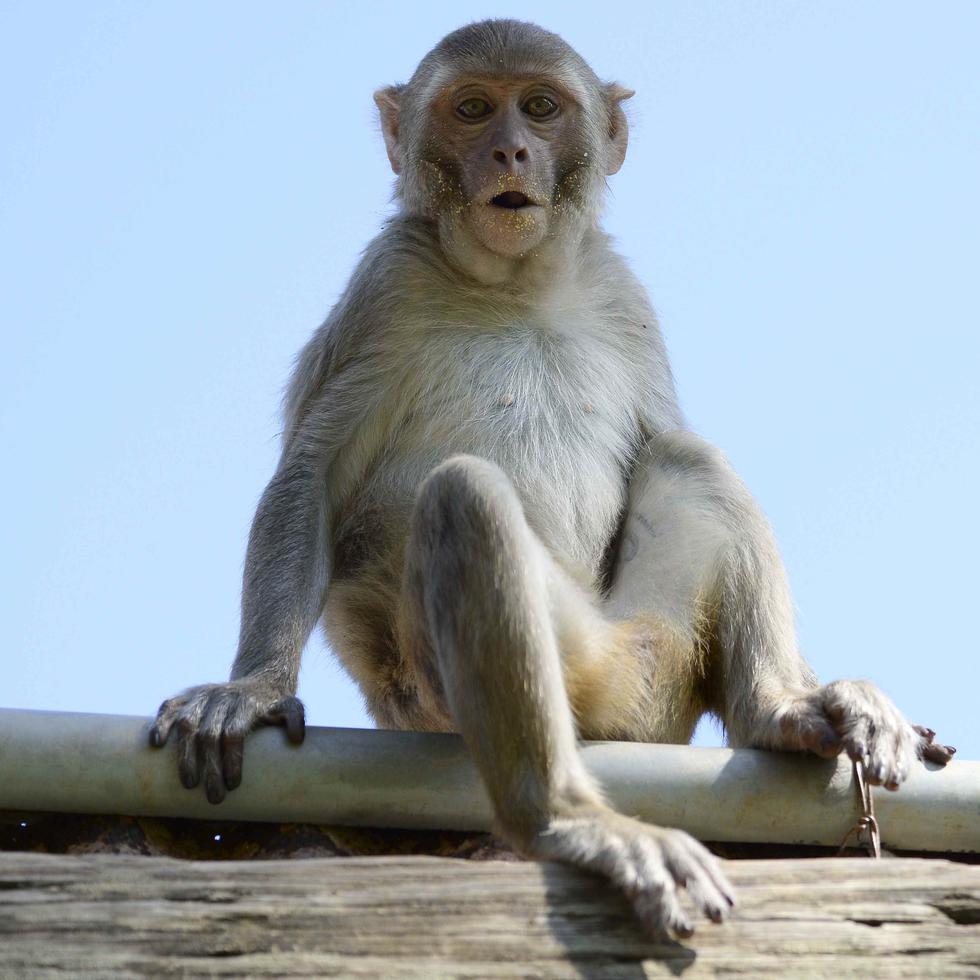 Imagen de archivo de un mono rhesus.