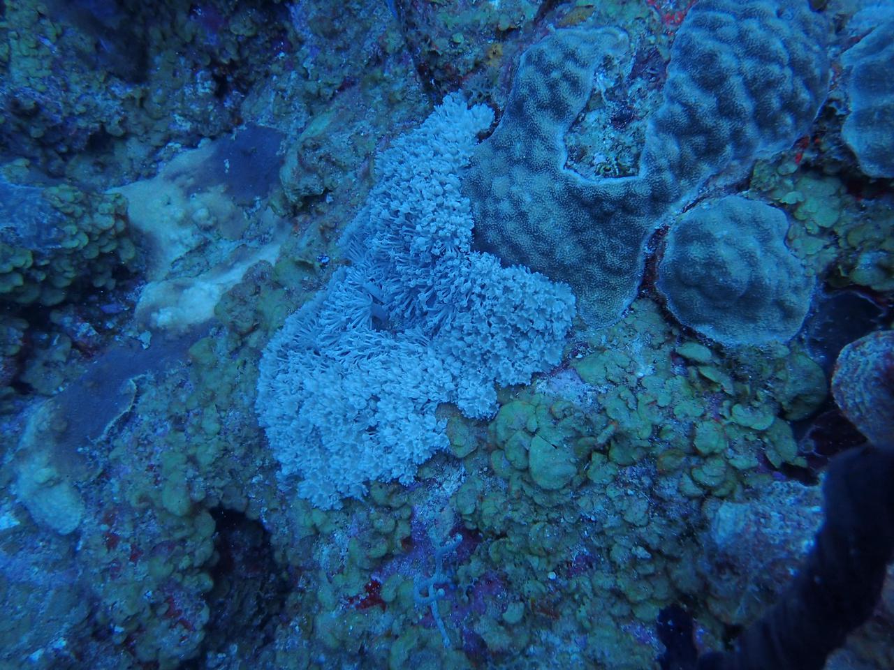 Recursos Naturales declara emergencia ambiental por especie invasora que afecta los corales