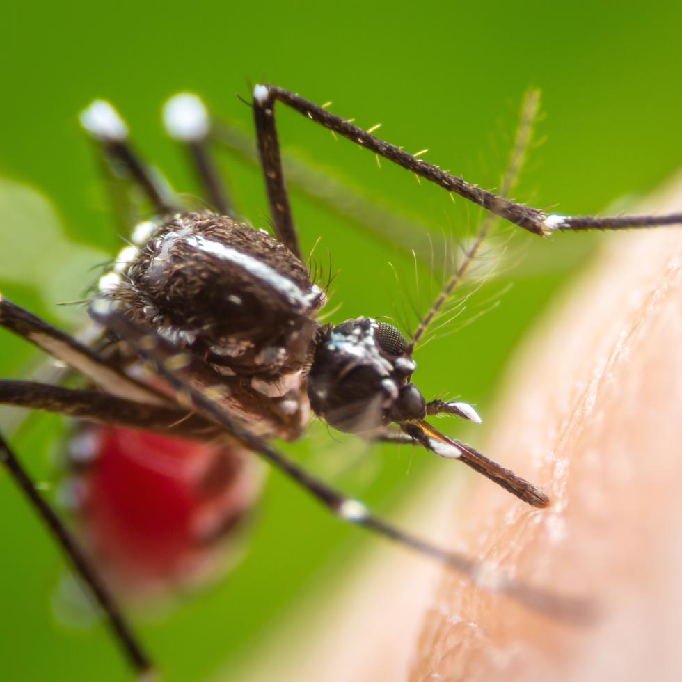 El dengue es una infección vírica transmitida por la picadura de las hembras infectadas de mosquitos del género Aedes aegipti. (Shutterstock)
