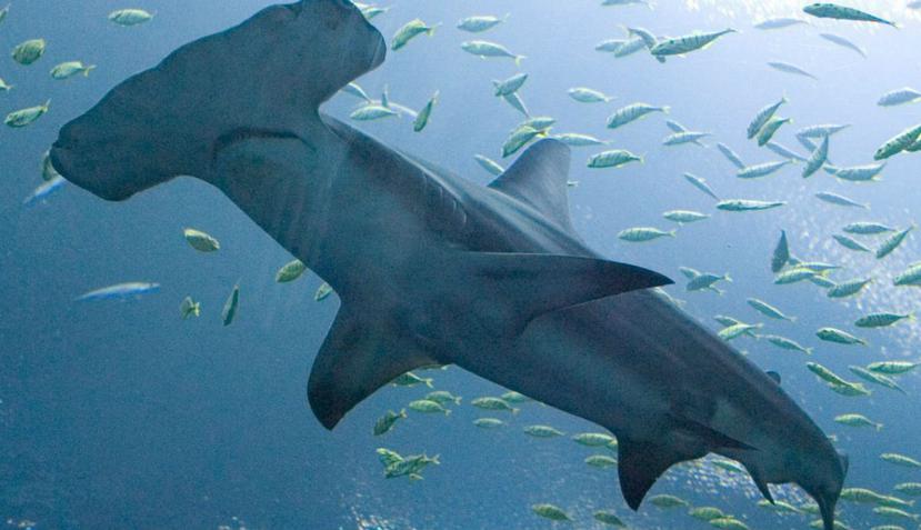 Se contabilizaron aproximadamente 20 tiburones martillo, entre neonatos y juveniles. (EFE)