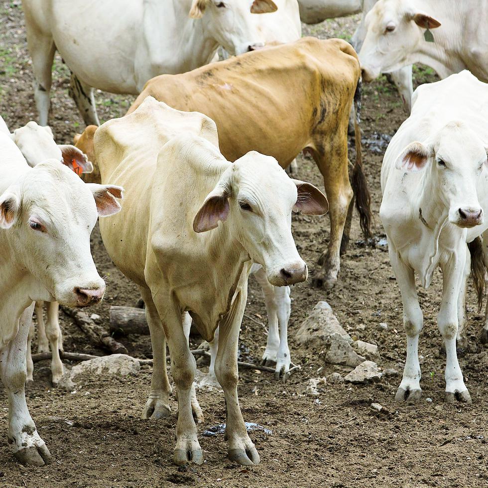 La industria de la ganadería es de los grupos afectados por el tiempo seco.