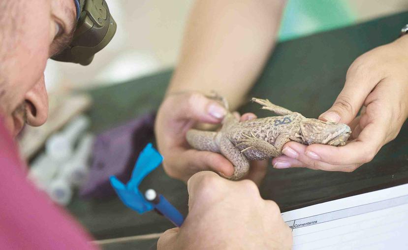 En Mona se creó el programa de criaderos de iguanas para liberarlas luego que alcancen cierto tamaño, pero antes se les pone un microchip que permite documentarlas por el resto de sus vidas.