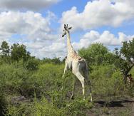 En esta imagen, distribuida por Ishaqbini Community Conservancy, una jirafa macho con un rasgo genético raro llamado leucismo, vista en la reserva de la comunidad ishaqbini, en Kenia, el 8 de noviembre de 2020.
