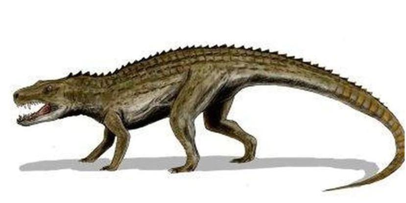 Los rauisuquios eran unas criaturas estrechamente relacionadas con los cocodrilos modernos . (El Comercio/GDA)