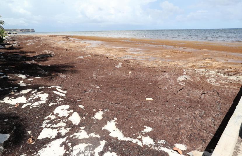 Aunque hay sargazo alrededor de toda la isla de Mona, la playa Pájaros (arriba) es la más afectada.
