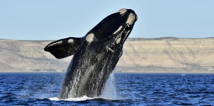 Las ballenas son unos de los pocos animales que pueden aprender a reproducir un sonido nuevo con tan solo oírlo. (AP)