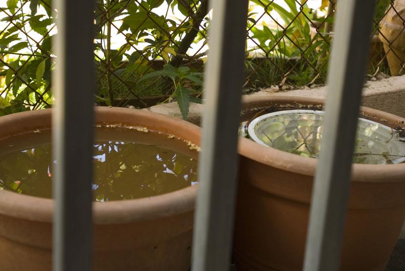 Las fuertes lluvias que dejó María a su paso han provocado el estancamiento de agua, lugar idóneo para la gestación del mosquito Aedes aegypti. (Archivo / GFR Media)