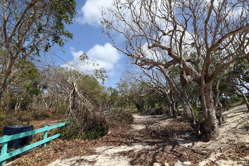 Irma pasó cerca de la isla como huracán de categoría 5. Algunos de los daños que dejó por Puerto Rico fueron árboles caídos y la falta de energía eléctrica y agua.