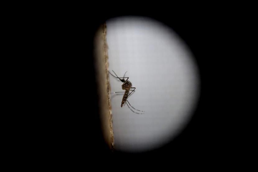 El mosquito Aedes Aegypti es el transmisor del dengue y otras enfermedades. (EFE)