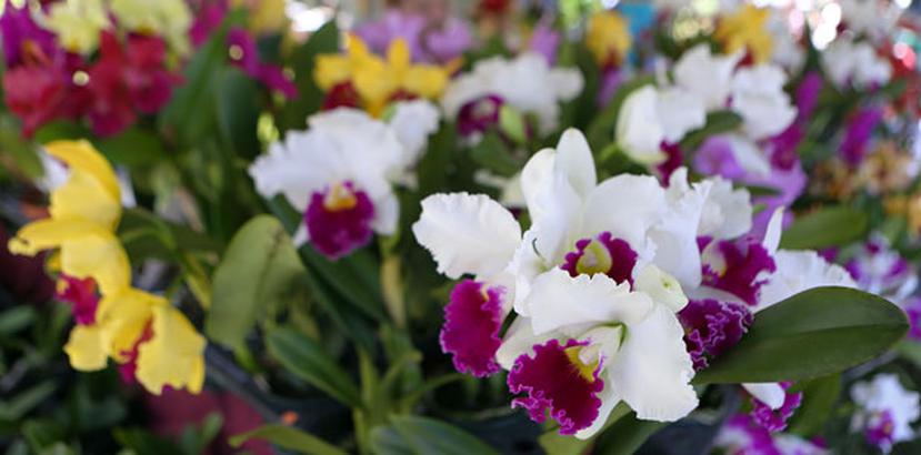 Mañana, 27 de junio, dará inicio la celebración del cuadragésimo sexto aniversario del Festival de las Flores, en Aibonito.  (Archivo)