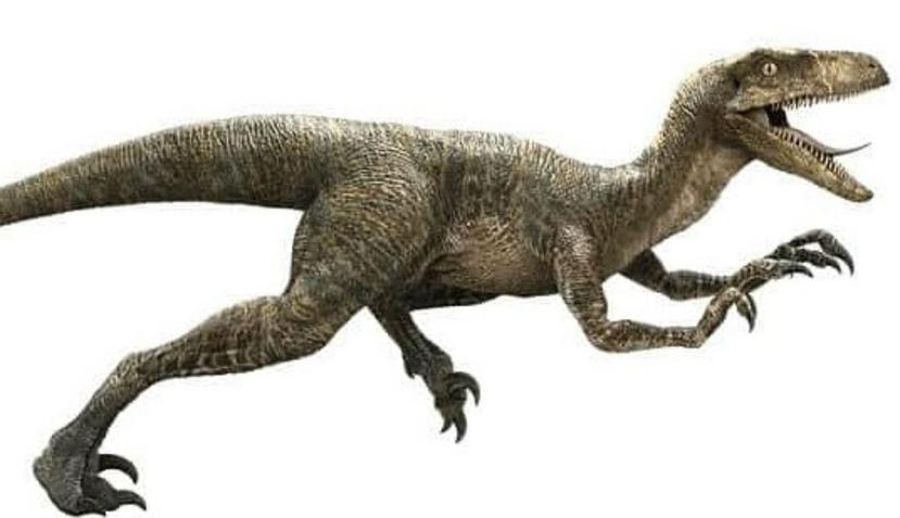 Si un velociraptor viviera hoy, parecería un ave un poco extraña y no el dinosaurio que aparece en Jurassic Park. (Twitter/@PsyJotics)