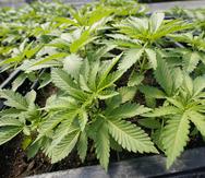Son las primeras de un total de 175 que el estado planea emitir, y muchas de ellas fueron reservadas para solicitantes que han sido hallados culpables por poseer cannabis.
