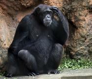 Un chimpancé en el Zoológico de Mayagüez.