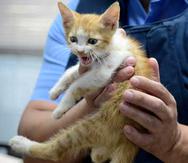 El caso más reciente de maltrato de animales se produjo cuando un policía pateó a un gatito que merodeaba las instalaciones de la Comandancia de Bayamón. (Carlos.giusti@gfrmedia.com)