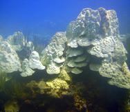 El aumento rápido en las temperaturas del mar supone un riesgo de blanqueamiento de corales a partir de septiembre.
