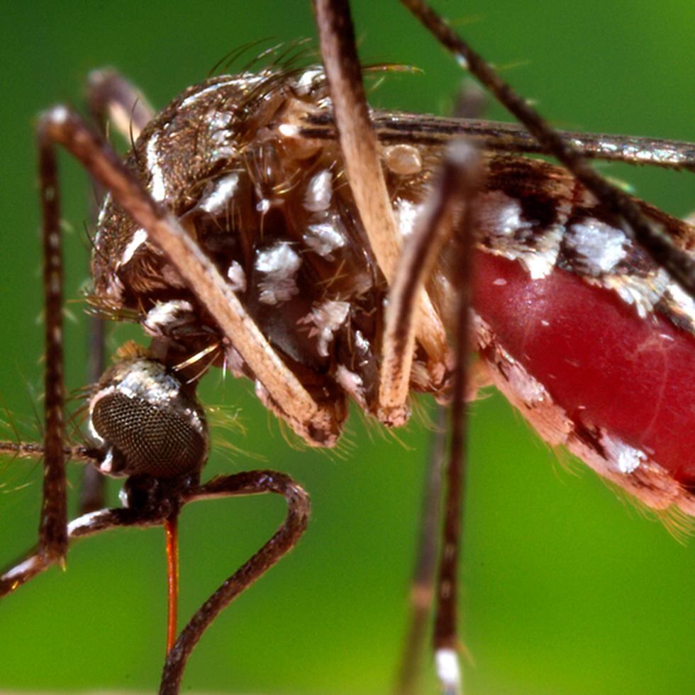 Debido a que las personas pasan más tiempo realizando tareas de limpieza tras el paso de un huracán o una inundación, corren un mayor riesgo de sufrir picaduras de mosquitos. (Shutterstock)