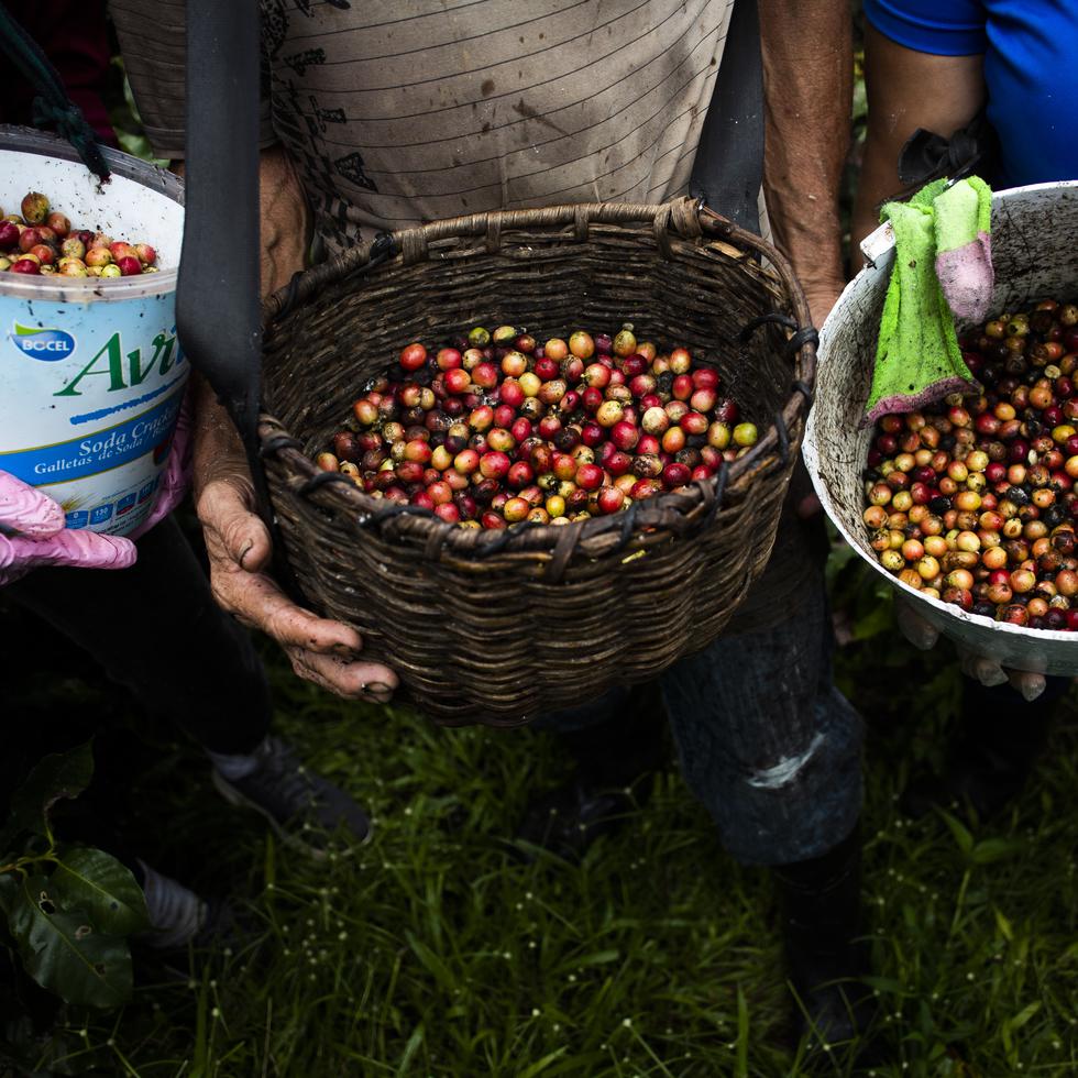 El comienzo de la caída de la producción cafetalera se remonta a la década de 1990, cuando se cosechaban cerca de 280,000 quintales de café local y solo se importaban 16,088 quintales, según el Índice de Producción Agrícola del Instituto de Estadística de Puerto Rico.