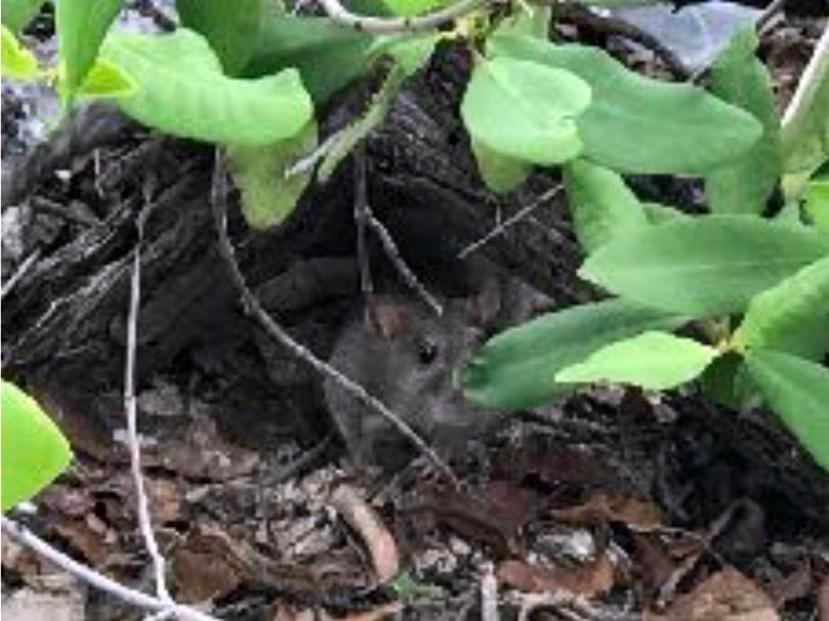 La foto, tomada por uno de los padres en el pasadía, muestra una de las ratas que infestan la Isla de Gilligan. (Suministrada)