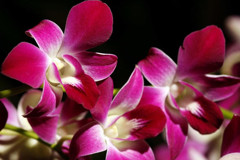 En Brasil hay registradas más de 3,000 especies diferentes de orquídeas, de las cuales 300 se encuentran en la Amazonía. (Archivo / EFE)