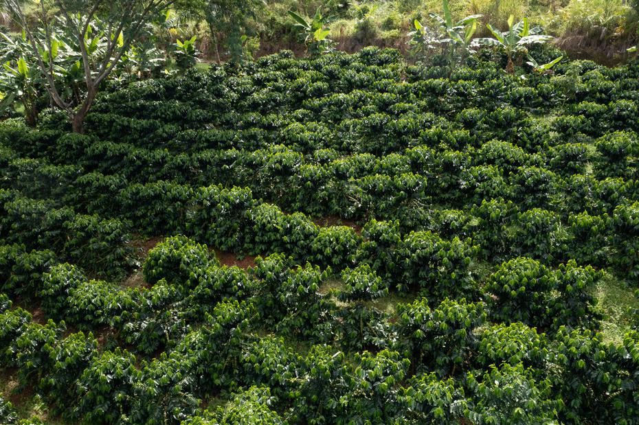 Según el Censo Agrícola de 2018, en Puerto Rico hay 2,292 fincas de café.