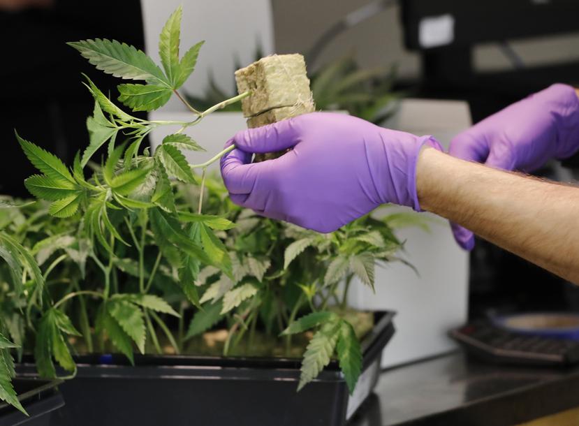 Un empleado manipula una planta de marihuana. (EFE / John G. Mabanglo)
