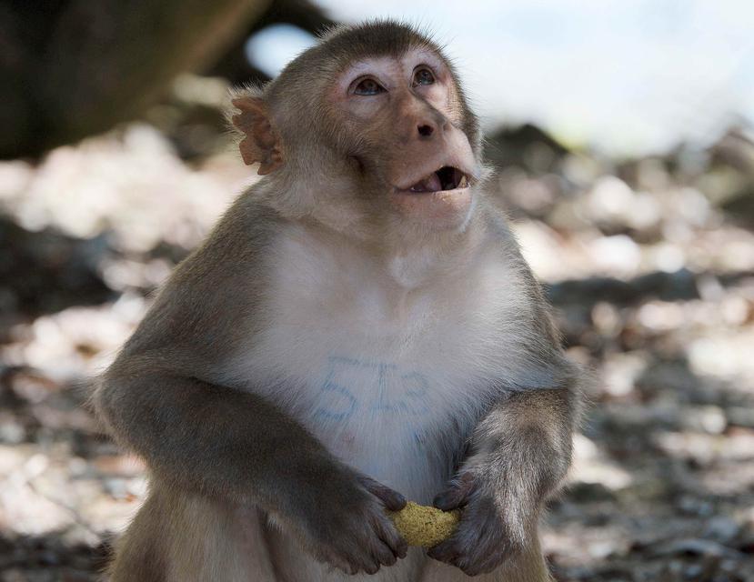 Los monos macaco Rhesus tienen una gran semejanza fisiológica y anatómica con los seres humanos.