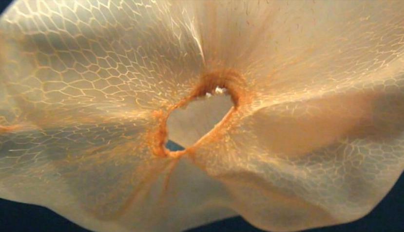 La medusa fue ubicada a más de 3,000 pies de profundidad en la isla de San Benedicto, México (YouTube/ 2011ACVVV)