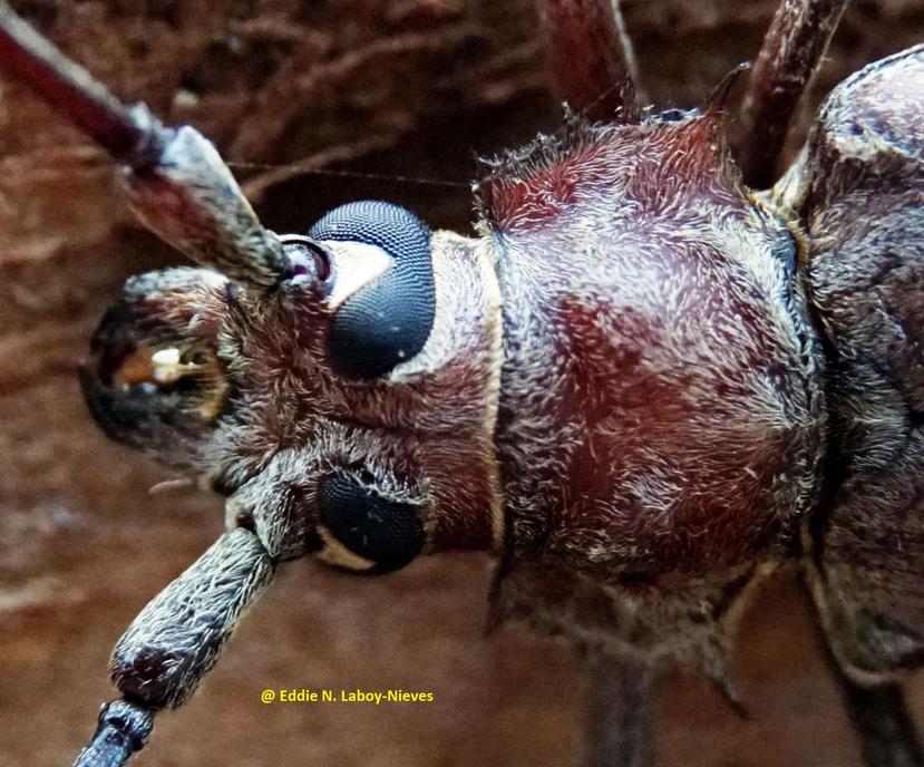 El escarabajo barrenador gigante es en uno de los escarabajos más grandes de Puerto Rico. (Suministrada)