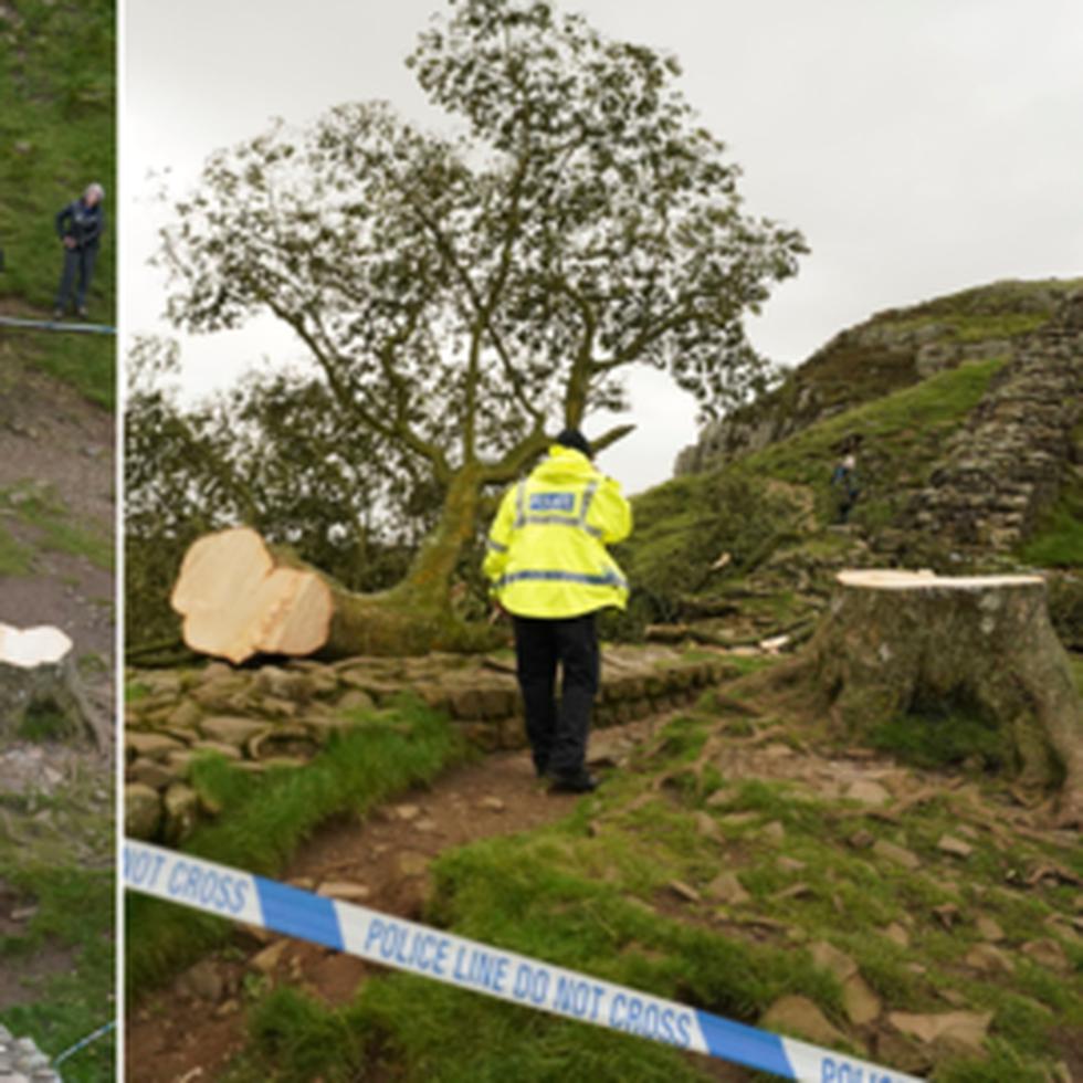 Agentes policiales contemplan el árbol en Sycamore Gap, junto al Muro de Adriano, en Northumberland, Inglaterra, jueves 28 de setiembre de 2023.