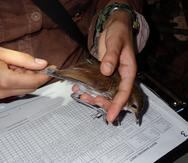 Imagen cedida de la medición de la longitud de las alas de un tororoí campanero (Myrmothera campanisona).