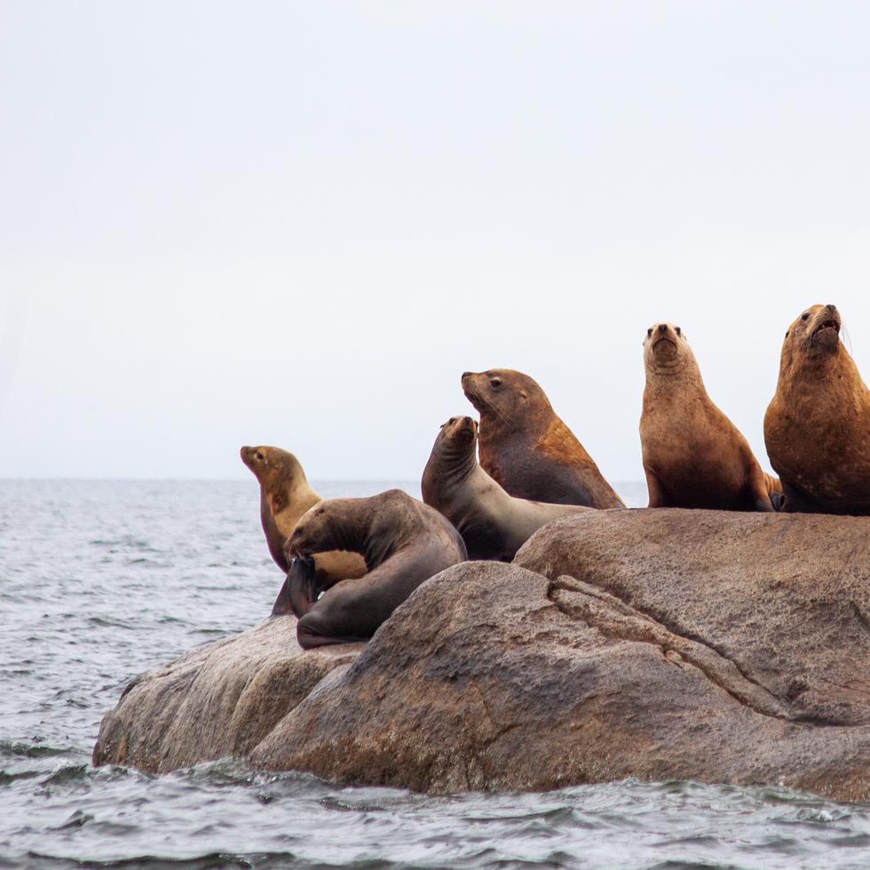 Un grupo de leones marinos.