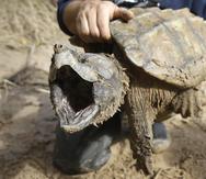 Un ejemplar macho de tortuga caimán abre el hocico después de ser capturado por el Turtle Survival Alliance-North American Freshwater Turtle Research Group, como parte del proceso para etiquetar tortugas.