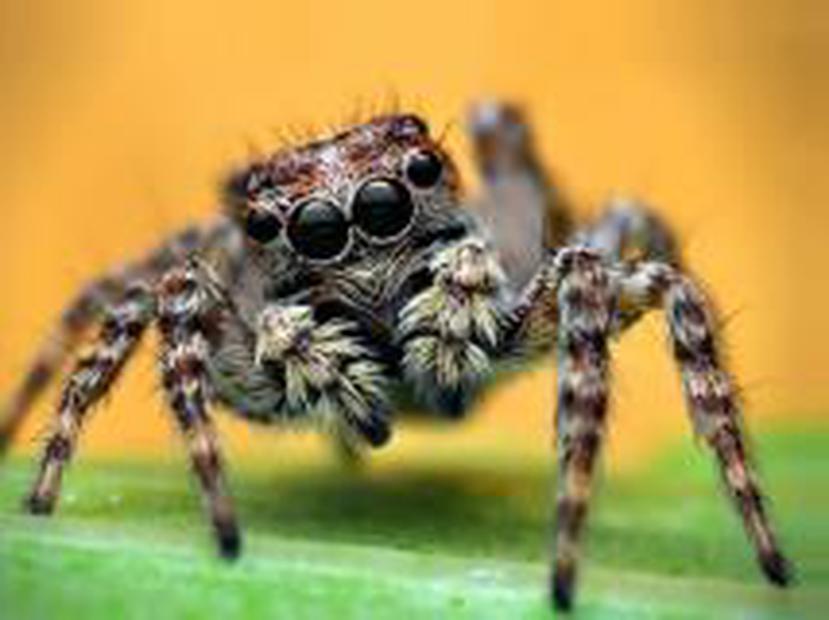 Un tercio de todas las criaturas que conocemos en el planeta son arañas. (BBC Mundo)