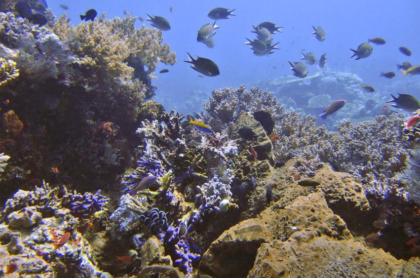 Las áreas marinas protegidas ofrecen una de las mejores opciones para mantener o restaurar la salud de los ecosistemas oceánicos (AP).