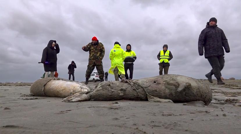 Las focas muertas halladas en la costa rusa sobre el mar Caspio.
