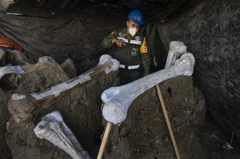 El capitán e ingeniero del Ejército mexicano José de Jesús Cantoral Herrera muestra el esqueleto de un mamut descubierto en el sitio de construcción de un aeropuerto.