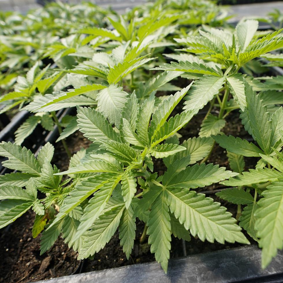 Los Miembros de la Industria del Cannabis Medicinal (MICaM) entienden que la industria se podría afectar si siguen surgiendo licencias sin que medie un estudio sobre el mercado.