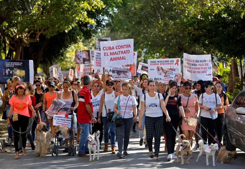 Varias personas participaron hoy, domingo, en una marcha en contra del maltrato animal, que terminó en la tumba de la estadounidense Jeannette Ryder. (EFE / Yander Zamora)