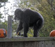 En esta imagen del 21 de octubre de 2009, Cobby, un chimpancé macho, juega con calabazas durante las celebraciones de Halloween del Zoológico de San Francisco.