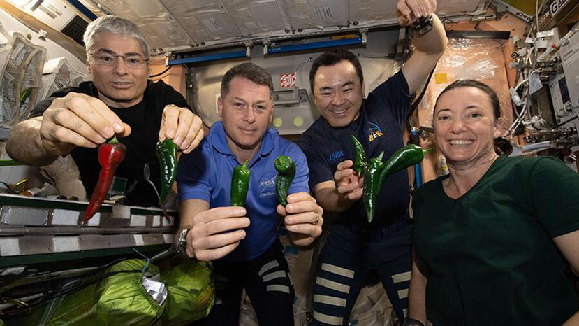 Fotografía proporcionada por la NASA de los astronautas, desde la izquierda, Mark Vande Hei, Shane Kimbrough, Akihiko Hoshide y Megan McArthur, posando con chiles cosechados en la Estación Espacial Internacional.