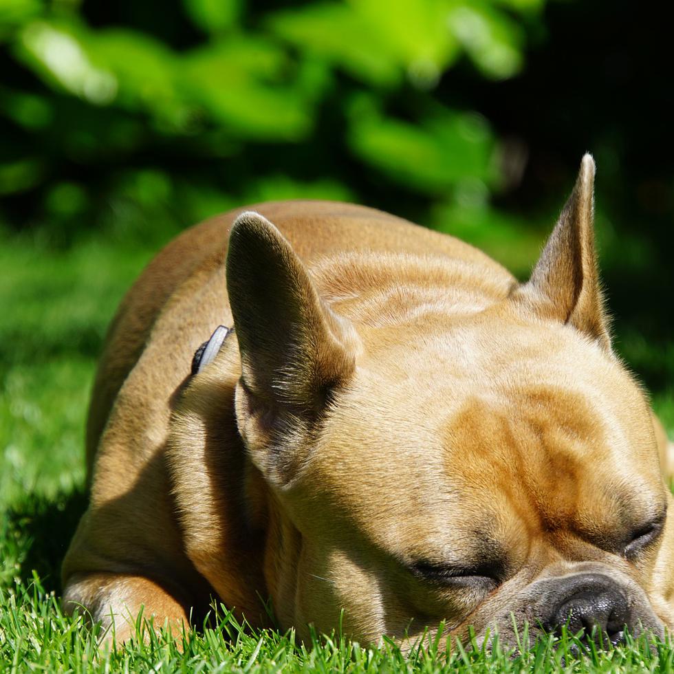 Los revolcones sobre pasto o tierra exponen a tus mascotas a las pulgas y las garrapatas. (Mylene2401 / Pixabay)