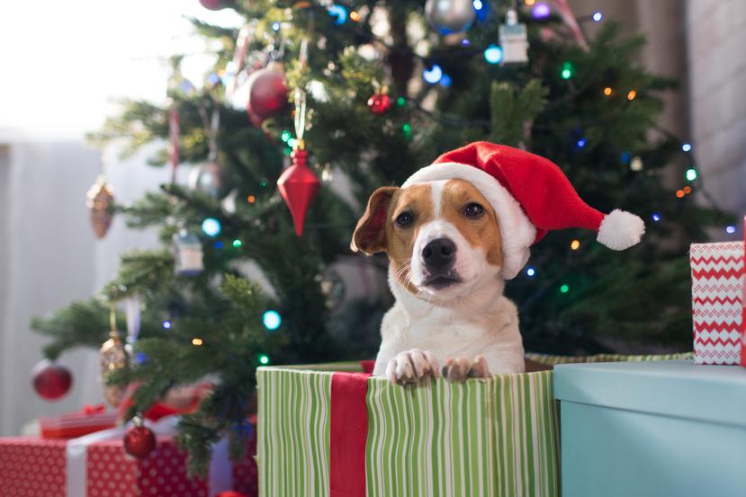 Tanto el Colegio de Veterinarios como las entidades protectoras de animales, no respaldan que se obsequien mascotas como regalo en Navidad.